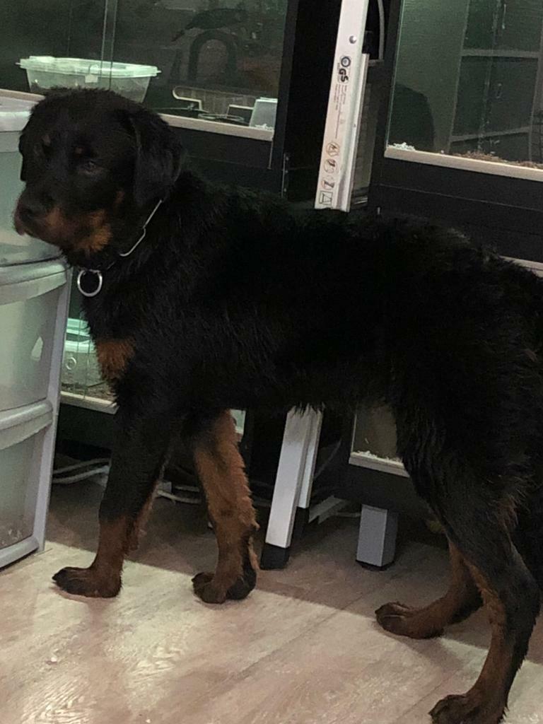 kc registered rottweiler